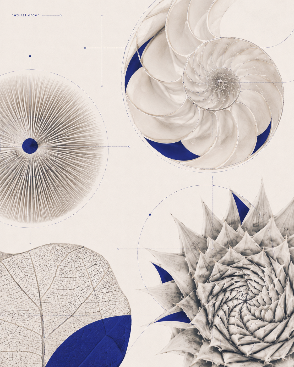 Natural spiral systems and organic structures used as visual references